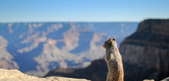 Personal Finance App Squirrel in Scale Up Bid with SyndicateRoom Squirrel
